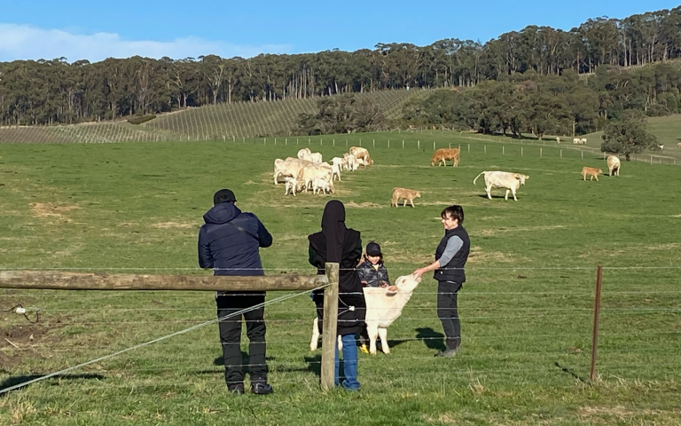Guests enjoying a hands-on farm experience with cattle at Langbrook Farm in the Yarra Valley